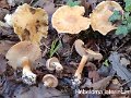 Hebeloma laterinum-amf855-3